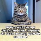 Прикрепленное изображение: Присаживайся, и объясни мне, почему от тебя пахнет другой кошкой.jpg