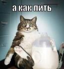 Прикрепленное изображение: История №1572603 Как пить — каждый день понемногу или раз в неделю, но много_….jpg