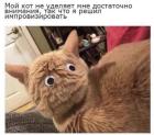 Прикрепленное изображение: кот не уделяет внимания.jpg