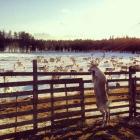 Прикрепленное изображение: Олень за забором.jpg