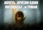 Прикрепленное изображение: ежик кругом пидарасы и туман.jpg