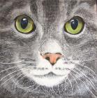 Прикрепленное изображение: 14-cats-eyes.jpg