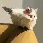 Прикрепленное изображение: GoM9Gly4l6U.jpg