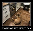 Прикрепленное изображение: Любимое шоу пса.jpg