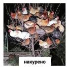 Прикрепленное изображение: 625194015_1445621783871887_4235219989863769489_n.jpg