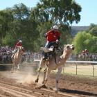 Прикрепленное изображение: CamelRacingCamelCup2009Heat.JPG