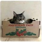 Прикрепленное изображение: Амурский тигр.jpg