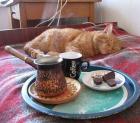 Прикрепленное изображение: Котик и кофе.jpg