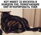 Прикрепленное изображение: 32 мускула.jpg