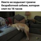 Прикрепленное изображение: безработная собака.jpg