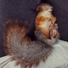 Прикрепленное изображение: 71693685_269292677308174_4626496239998857409_n.jpg