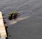 Прикрепленное изображение: post-13171-0-52944300-1622632122.jpg