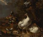 Прикрепленное изображение: Melchior_d'_Hondecoeter_-_Geese_and_Ducks_-_61_-_Mauritshuis.jpg