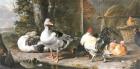 Прикрепленное изображение: Melchior_de_Hondecoeter_(1636-1695)_-_Fowl_and_Geese_-_1421751_-_National_Trust.jpg