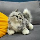 Прикрепленное изображение: iU1a84yfves.jpg