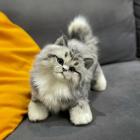 Прикрепленное изображение: j6CRim8YjDs.jpg