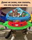 Прикрепленное изображение: Купили не коту.jpg