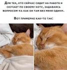 Прикрепленное изображение: Кот один.jpg