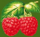 Прикрепленное изображение: malina2.jpg