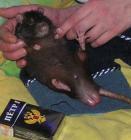 Прикрепленное изображение: PICT0021.JPG