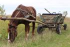 Прикрепленное изображение: horse-with-cart-in-summer_406939-4316.jpg