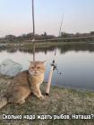 Прикрепленное изображение: Котик ждет рыбов.jpg