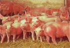 Прикрепленное изображение: свины_2.jpg