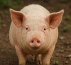 Прикрепленное изображение: 1755689350.jpg