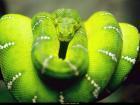 Прикрепленное изображение: greensnake_653990.jpg