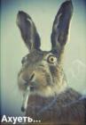 Прикрепленное изображение: Заяц ахуеть.jpg