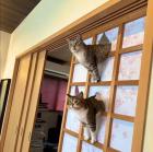 Прикрепленное изображение: Котики японские.jpg