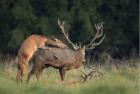 Прикрепленное изображение: red-deer-couple-female-mounting-male-47282799.jpg
