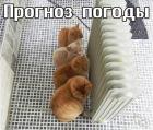 Прикрепленное изображение: Прогноз погоды.jpg