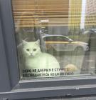 Прикрепленное изображение: Восхищайтесь кошкой тихо.jpg